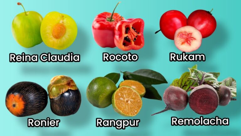 Descubre las mejores frutas que empiezan con la letra R: ¡Sabrosas y ...